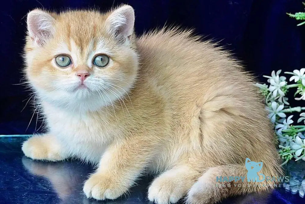 Rafaela British Shorthair female chocolate golden shaded live animals