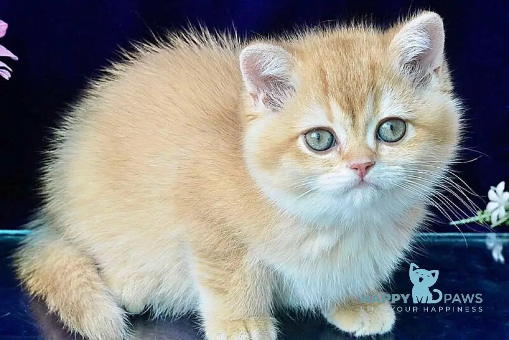 Rafaela British Shorthair female chocolate golden shaded live animals