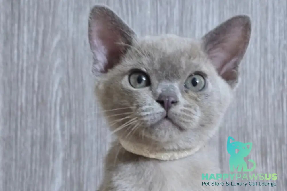 Rafaela Burmese female lilac live animals