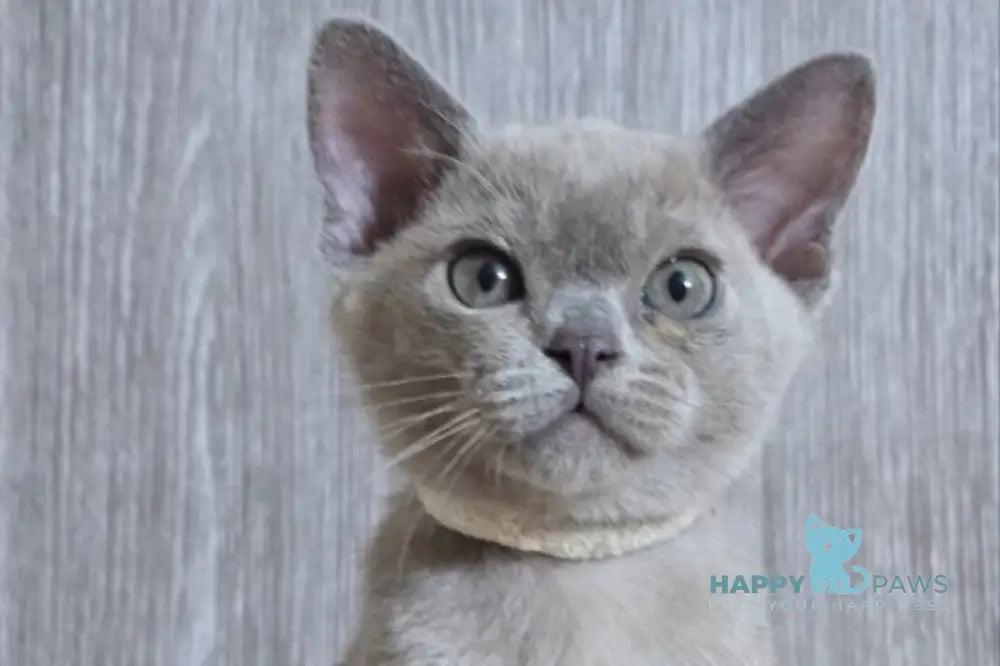 Rafaela Burmese female lilac live animals
