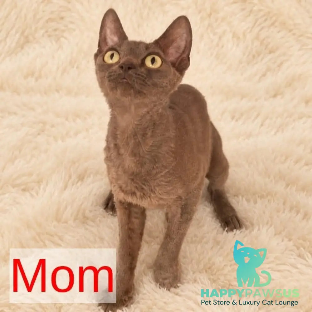 Rafaela Devon Rex female chocolate - live animals
