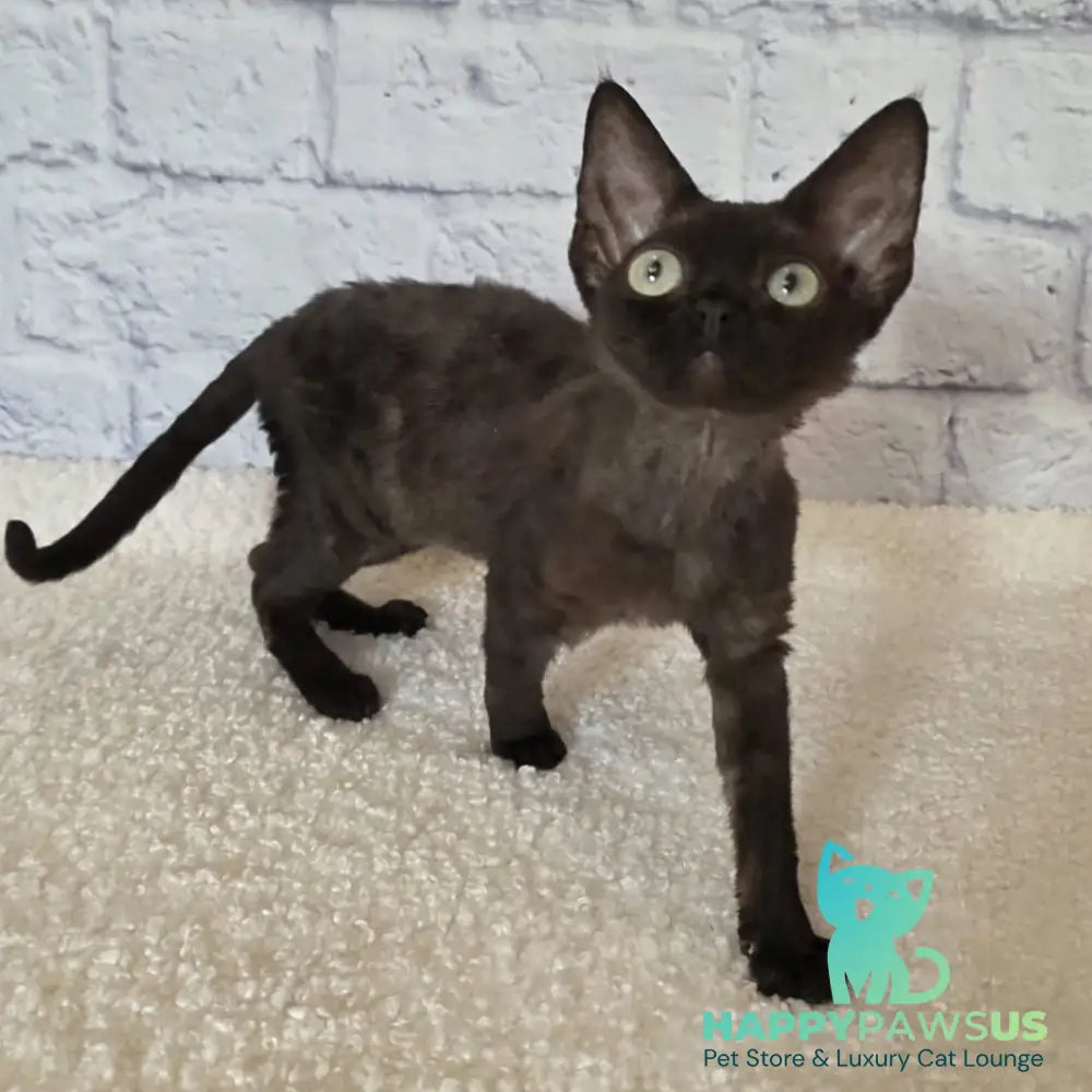 Rafaela Devon Rex female chocolate - live animals
