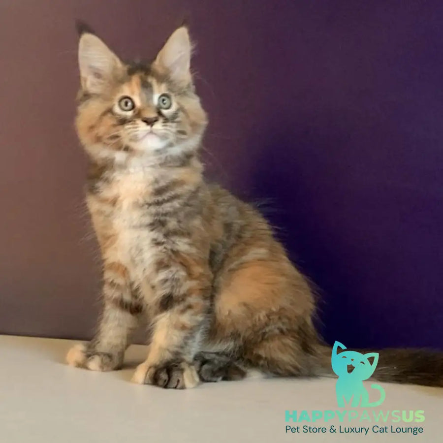 Rafaela Maine Coon polydactyl 6x6x6x6 female black tortie tabby - live animals