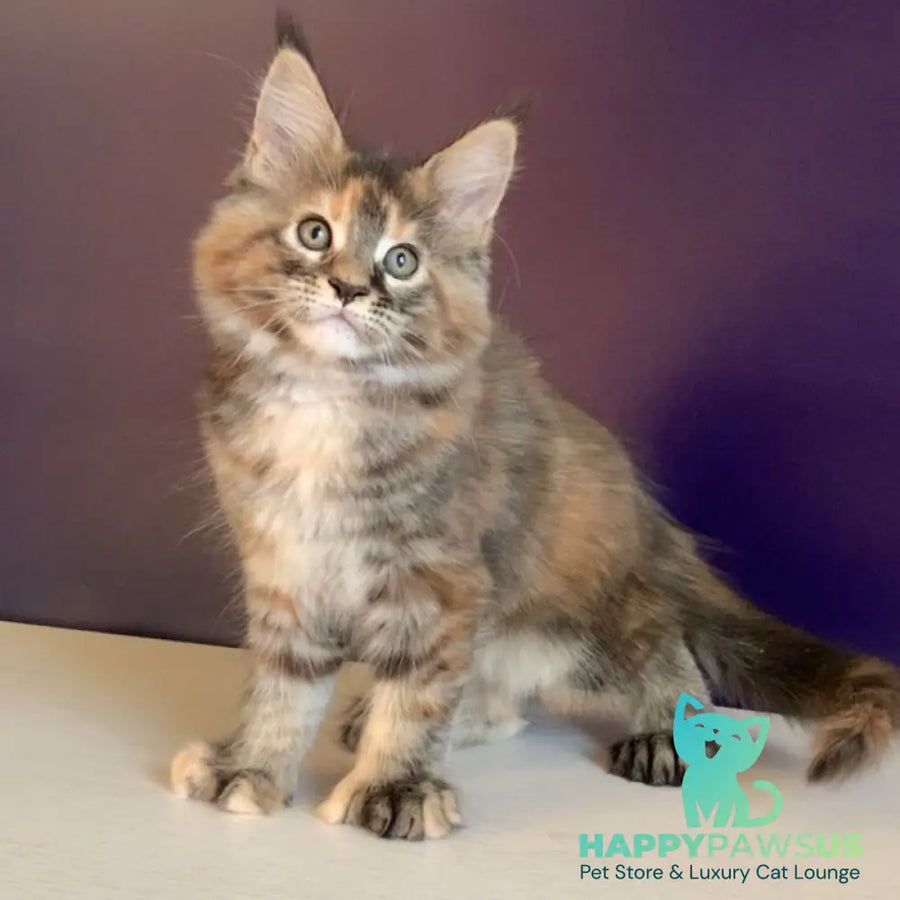 Rafaela Maine Coon polydactyl 6x6x6x6 female black tortie tabby - live animals