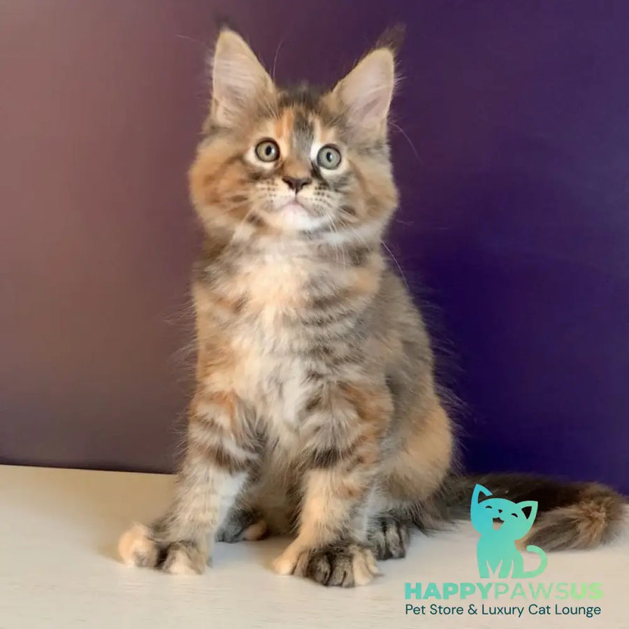 Rafaela Maine Coon polydactyl 6x6x6x6 female black tortie tabby - live animals