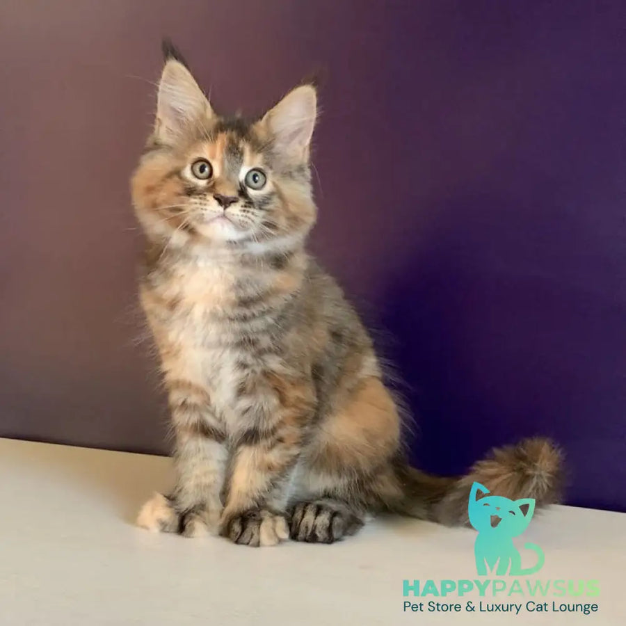 Rafaela Maine Coon polydactyl 6x6x6x6 female black tortie tabby - live animals