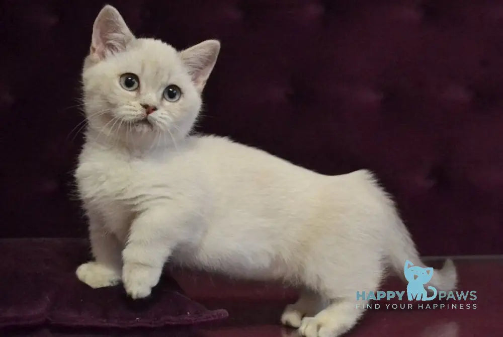 Rafaela Munchkin female blue ticked tabby pointed - live animals