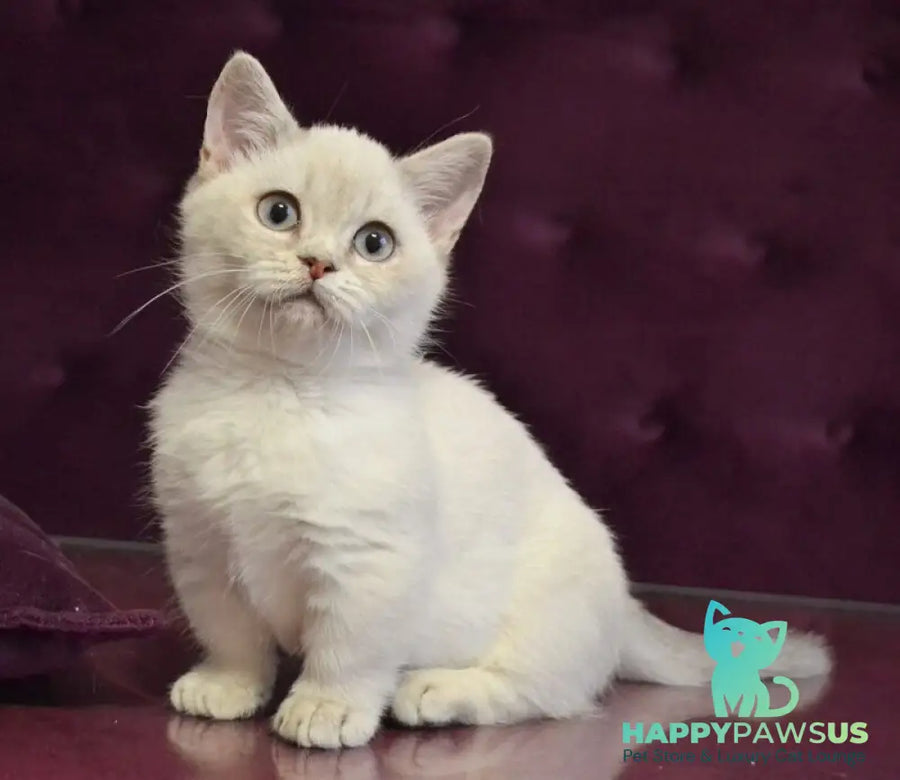 Rafaela Munchkin female blue ticked tabby pointed - live animals