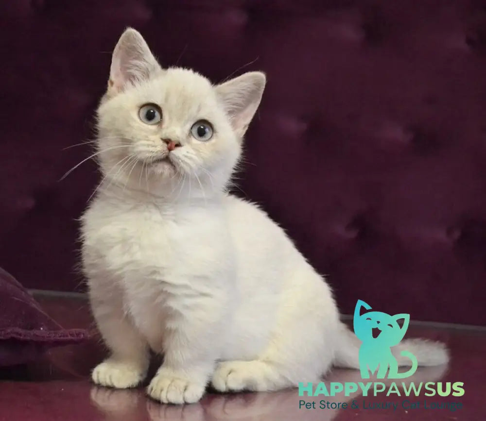 Rafaela Munchkin female blue ticked tabby pointed - live animals