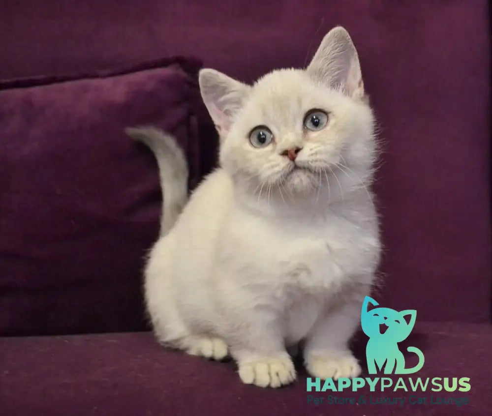 Rafaela Munchkin female blue ticked tabby pointed - live animals