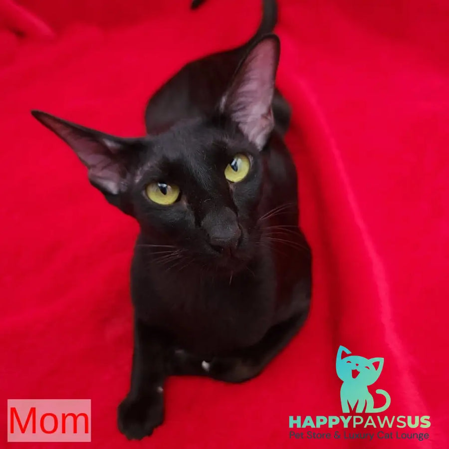 Rafaella Oriental Shorthair female chocolate - live animals