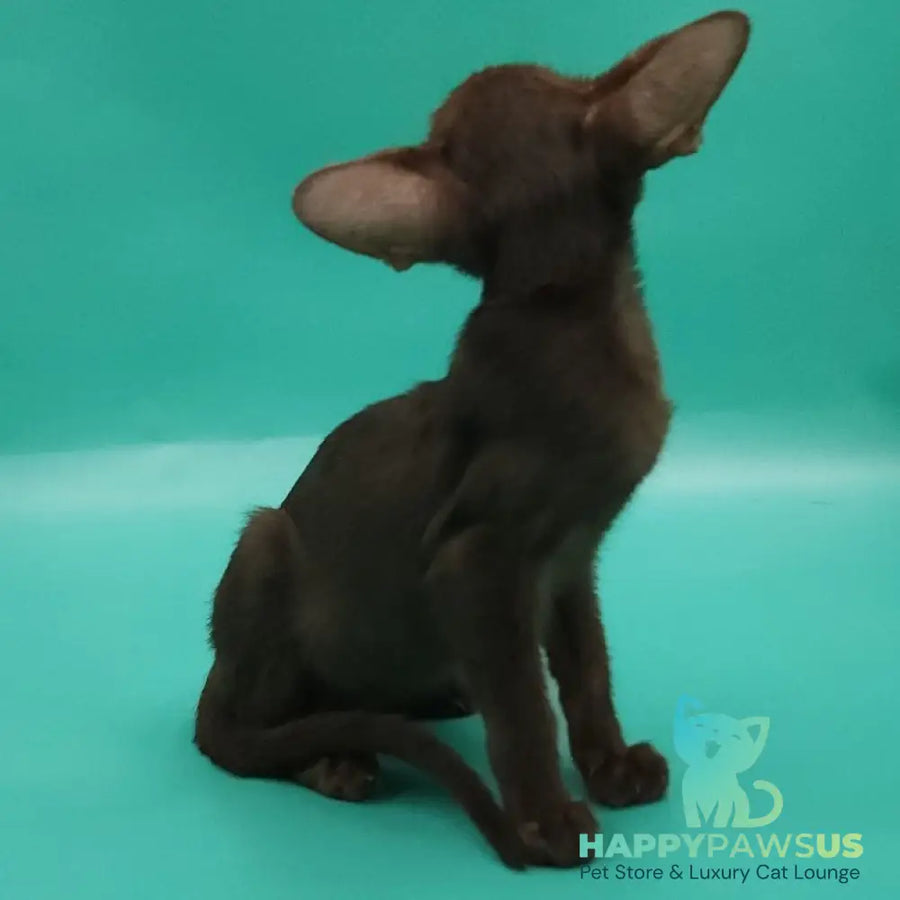 Rafaella Oriental Shorthair female chocolate - live animals