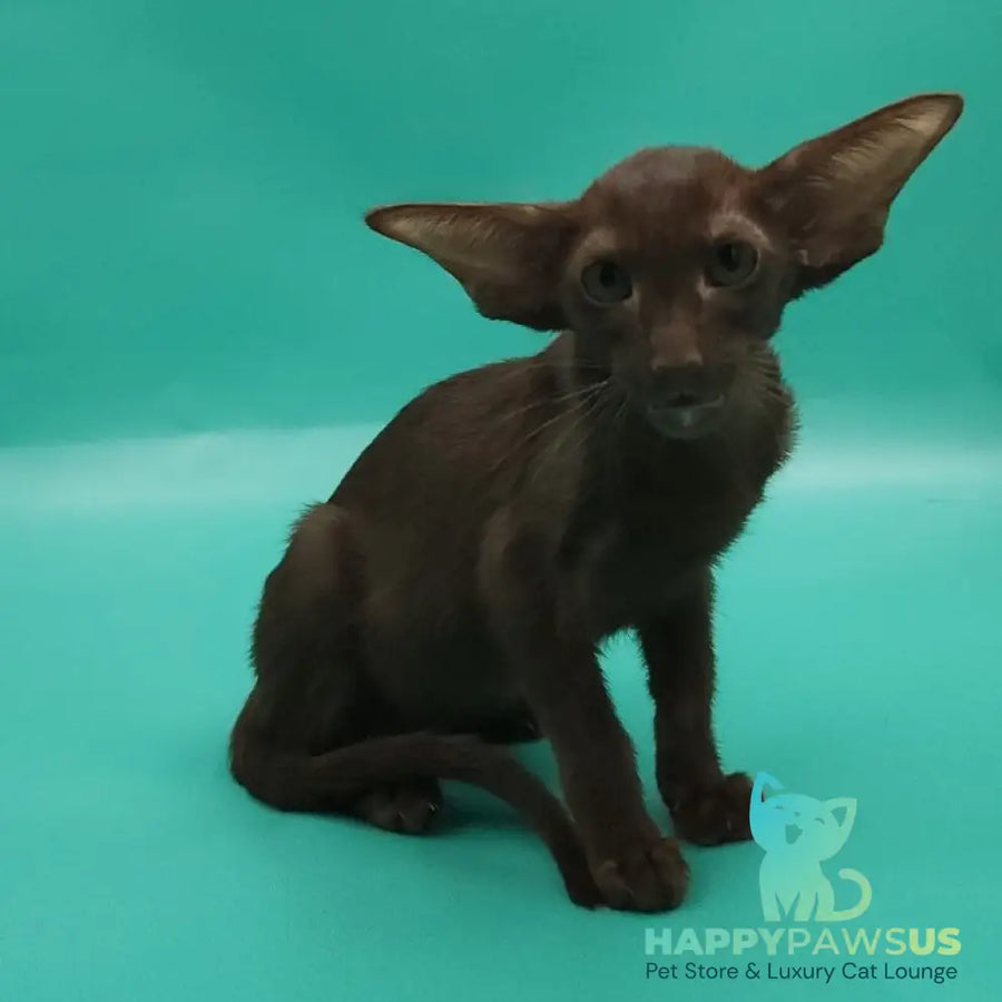 Rafaella Oriental Shorthair female chocolate - live animals