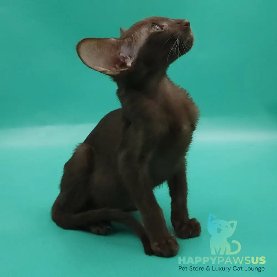 Rafaella Oriental Shorthair female chocolate - live animals
