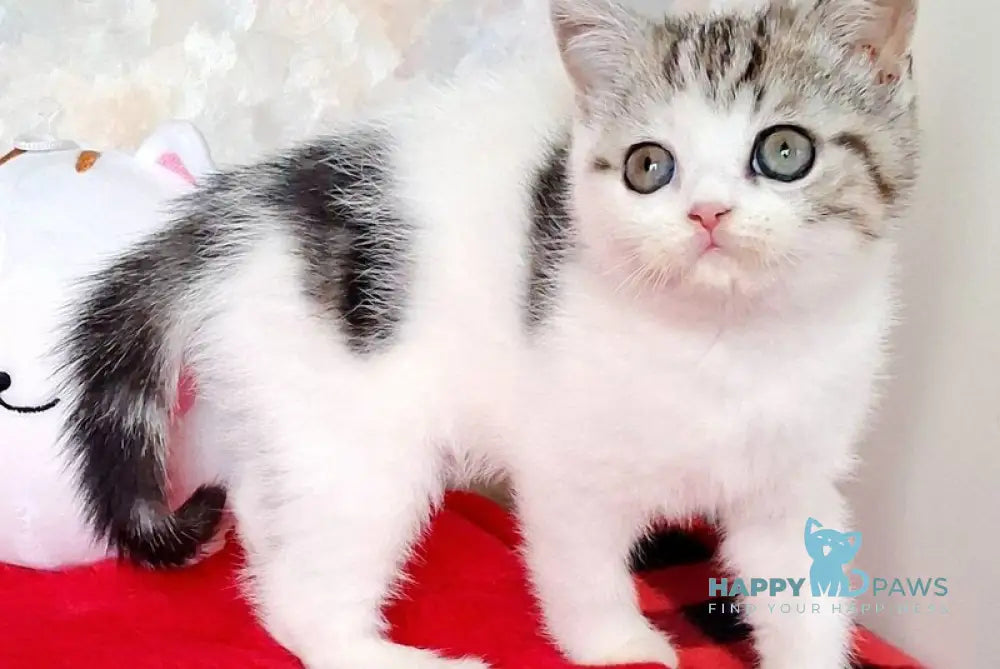 Rafaella Scottish Straight female black tabby bicolour - live animals