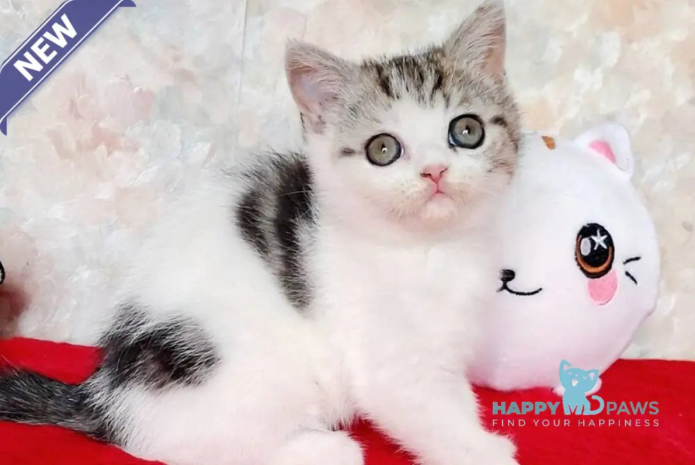 Rafaella Scottish Straight female black tabby bicolour - live animals