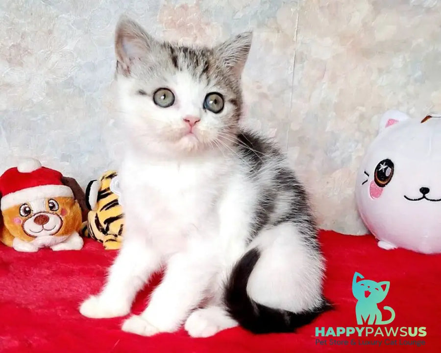 Rafaella Scottish Straight female black tabby bicolour - live animals