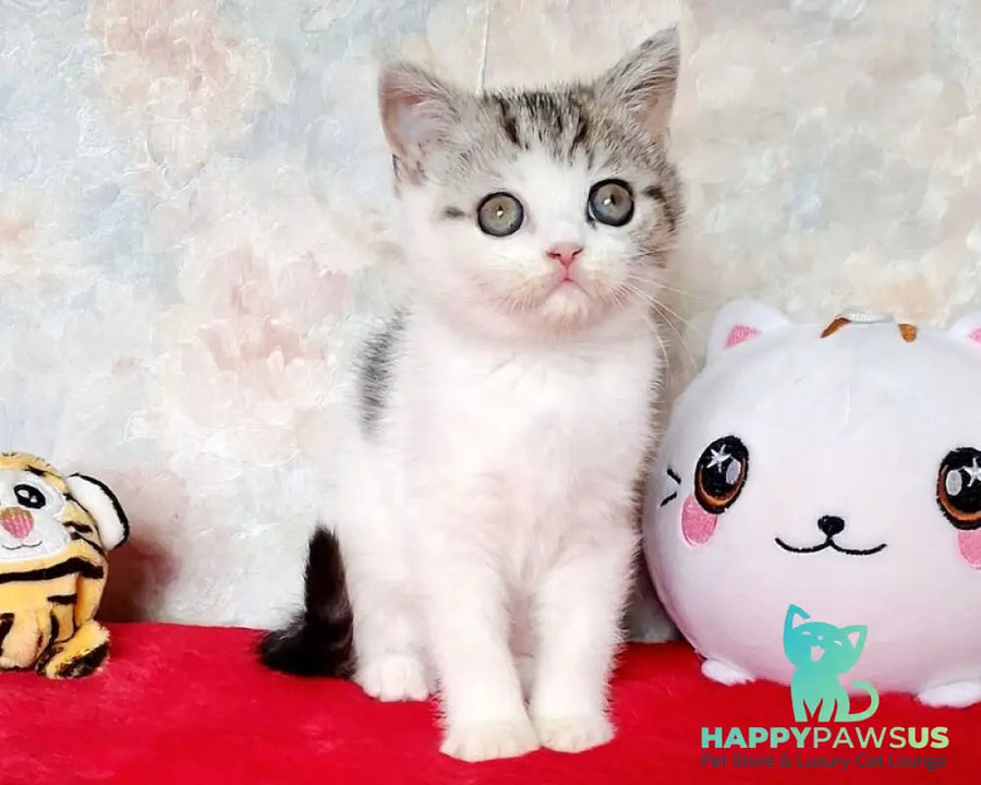 Rafaella Scottish Straight female black tabby bicolour - live animals
