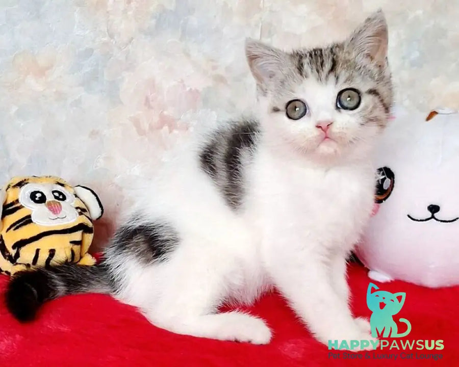 Rafaella Scottish Straight female black tabby bicolour - live animals