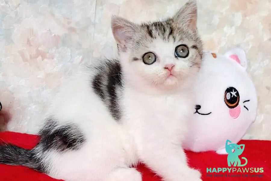 Rafaella Scottish Straight female black tabby bicolour - live animals