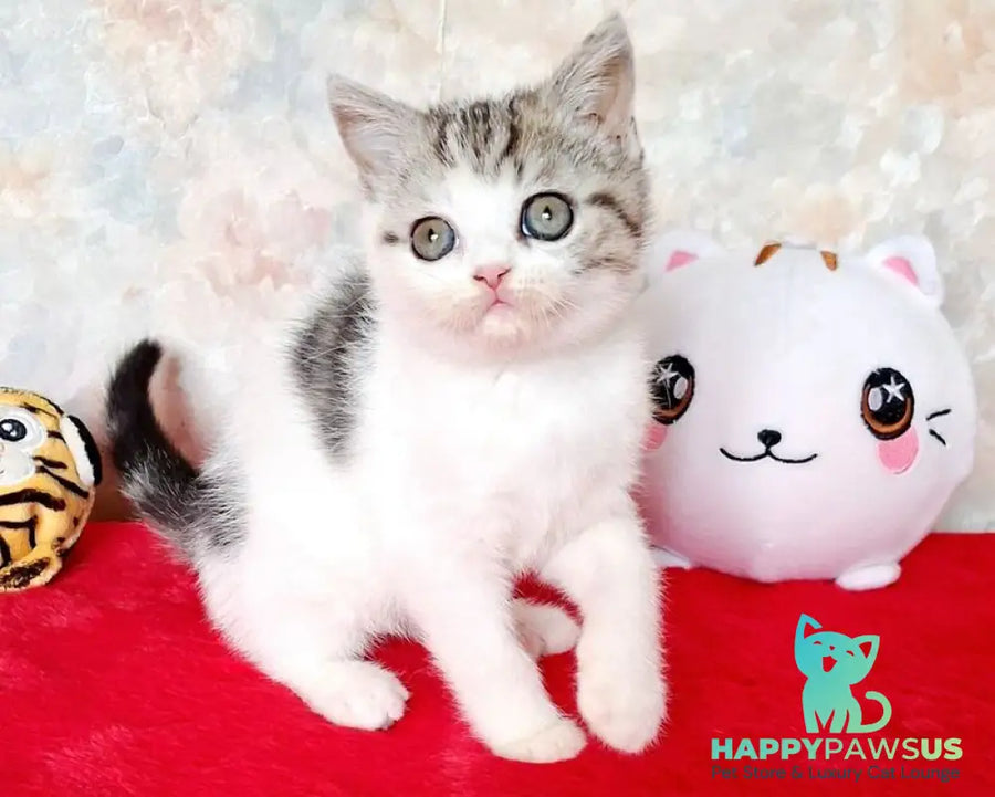 Rafaella Scottish Straight female black tabby bicolour - live animals
