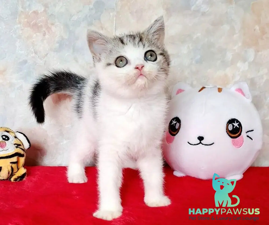 Rafaella Scottish Straight female black tabby bicolour - live animals