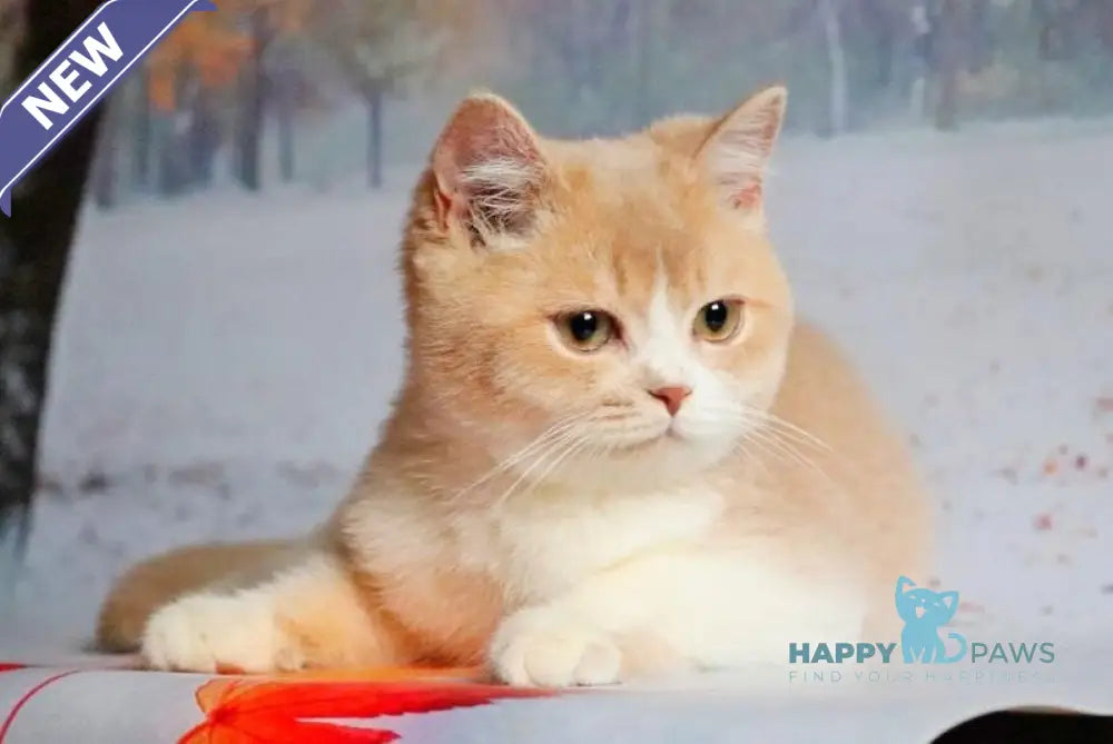 Raffi British Shorthair male lilac golden shaded live animals