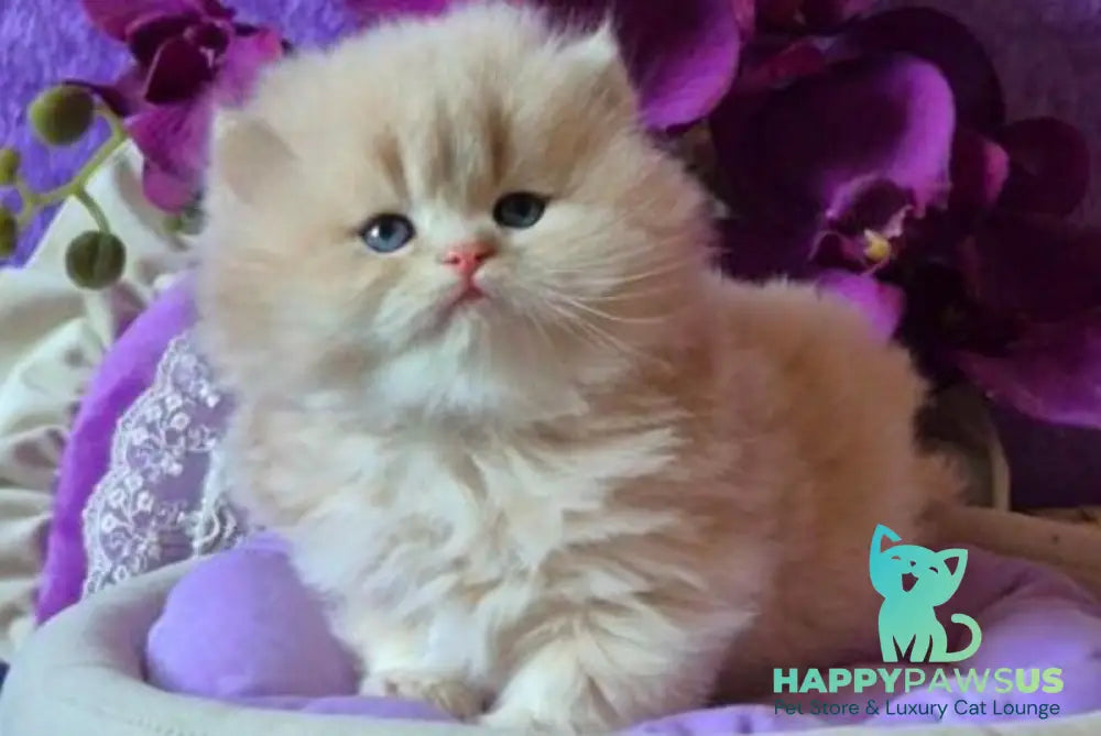 Rafic British Longhair male cream golden chinchilla live animals