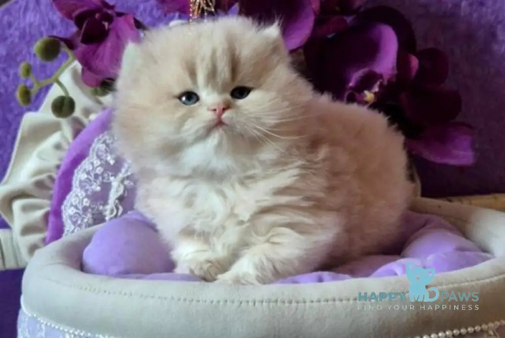 Rafic British Longhair male cream golden chinchilla live animals