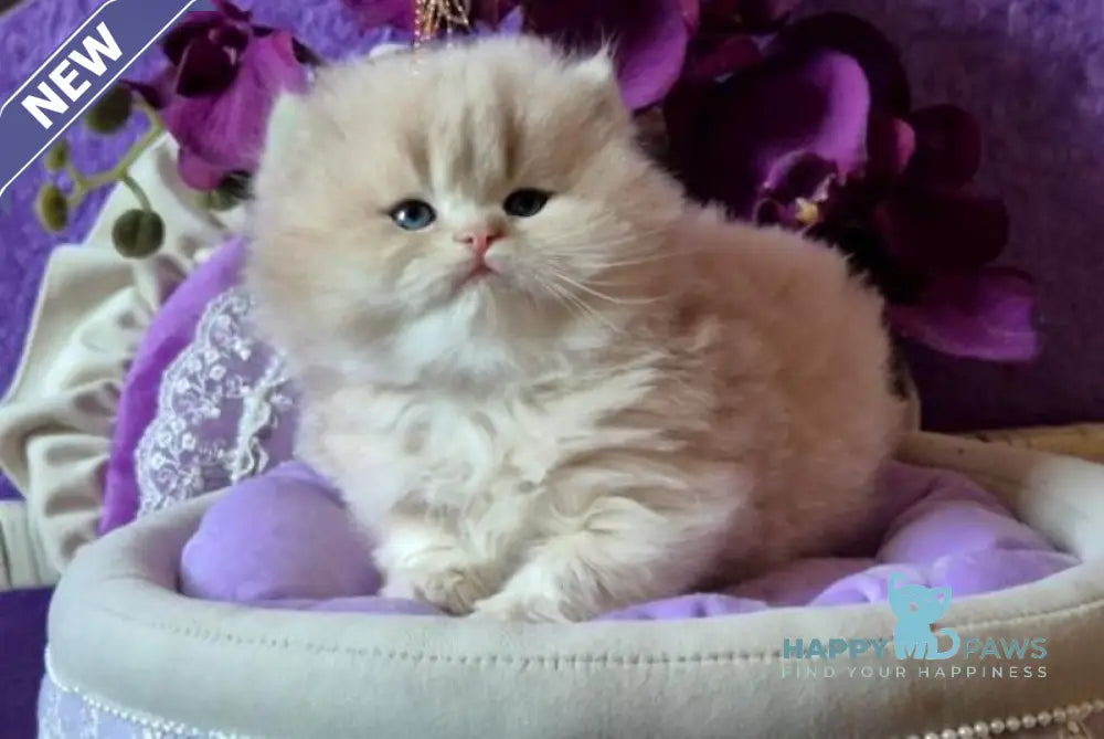 Rafic British Longhair male cream golden chinchilla live animals