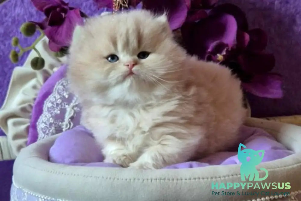 Rafic British Longhair male cream golden chinchilla live animals