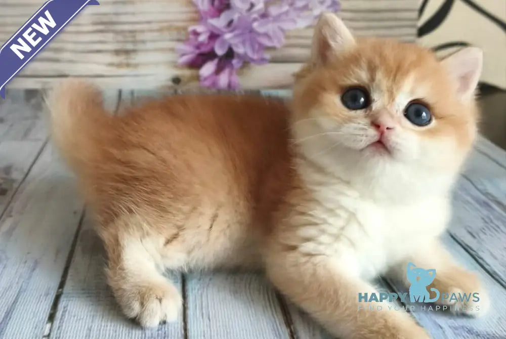 Raimo British Shorthair male chocolate golden chinchilla - live animals