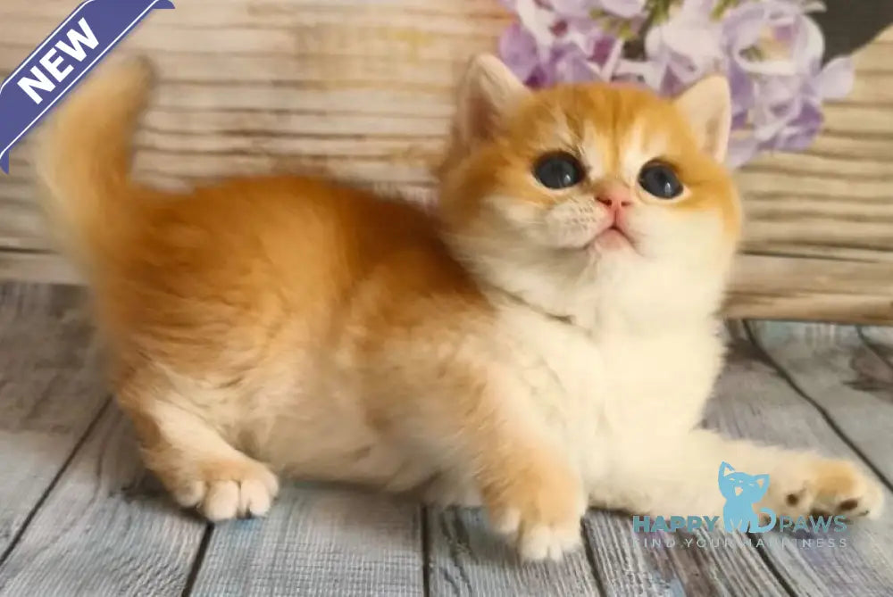 Raimo British Shorthair male chocolate golden chinchilla - live animals