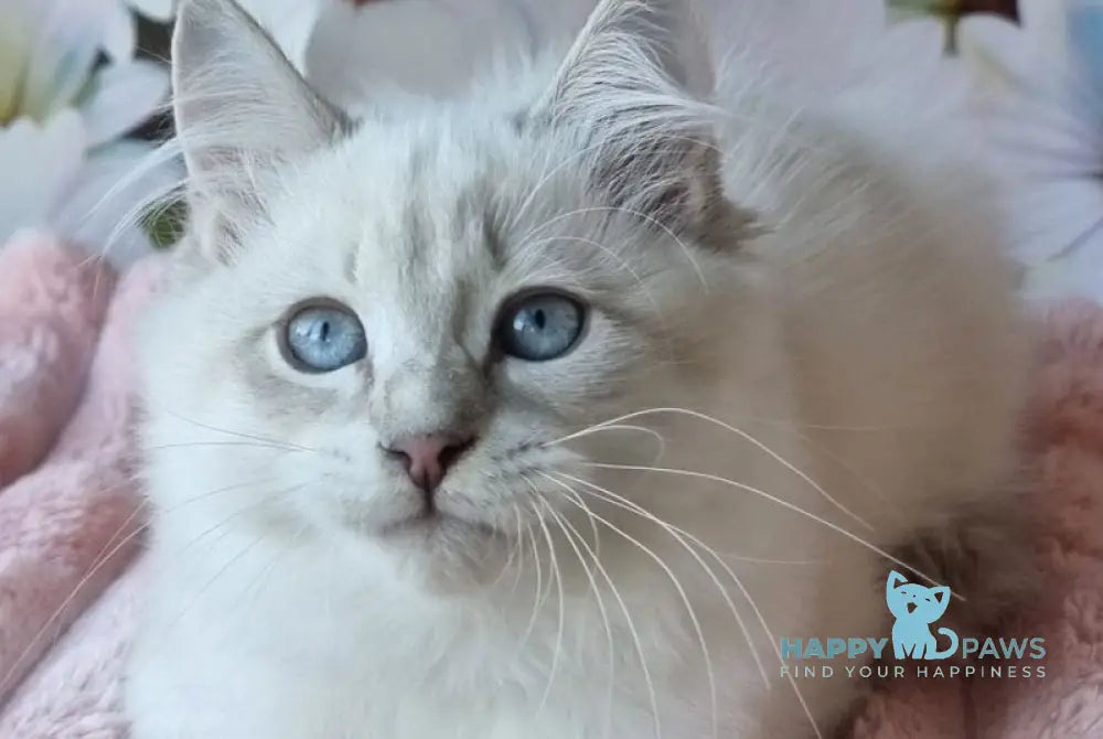 Rainy Siberian female blue tabby pointed with white live animals