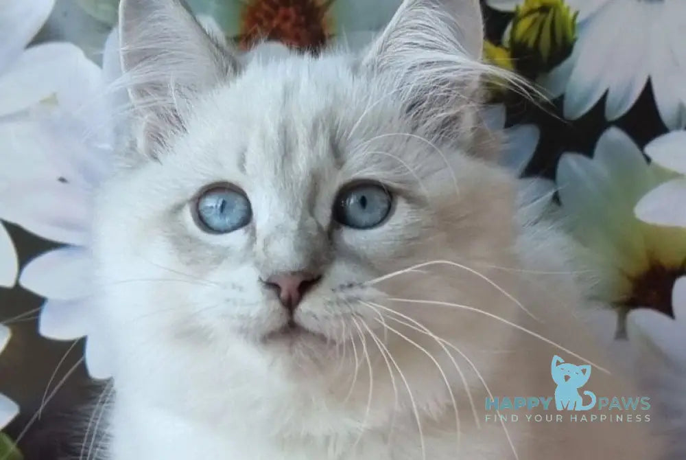 Rainy Siberian female blue tabby pointed with white live animals