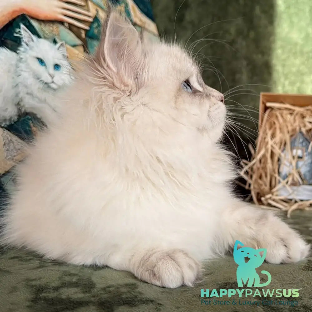 Raisa Siberian male blue tabby pointed - live animals