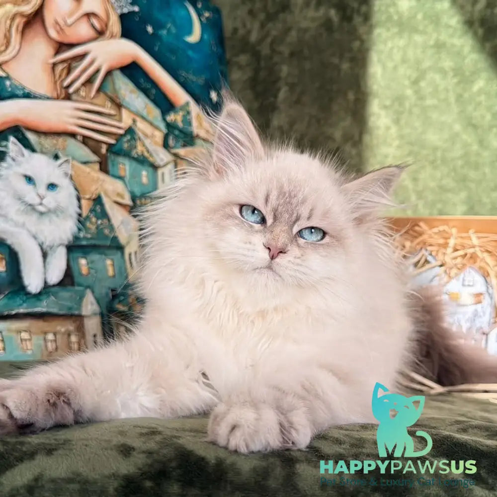 Raisa Siberian male blue tabby pointed - live animals