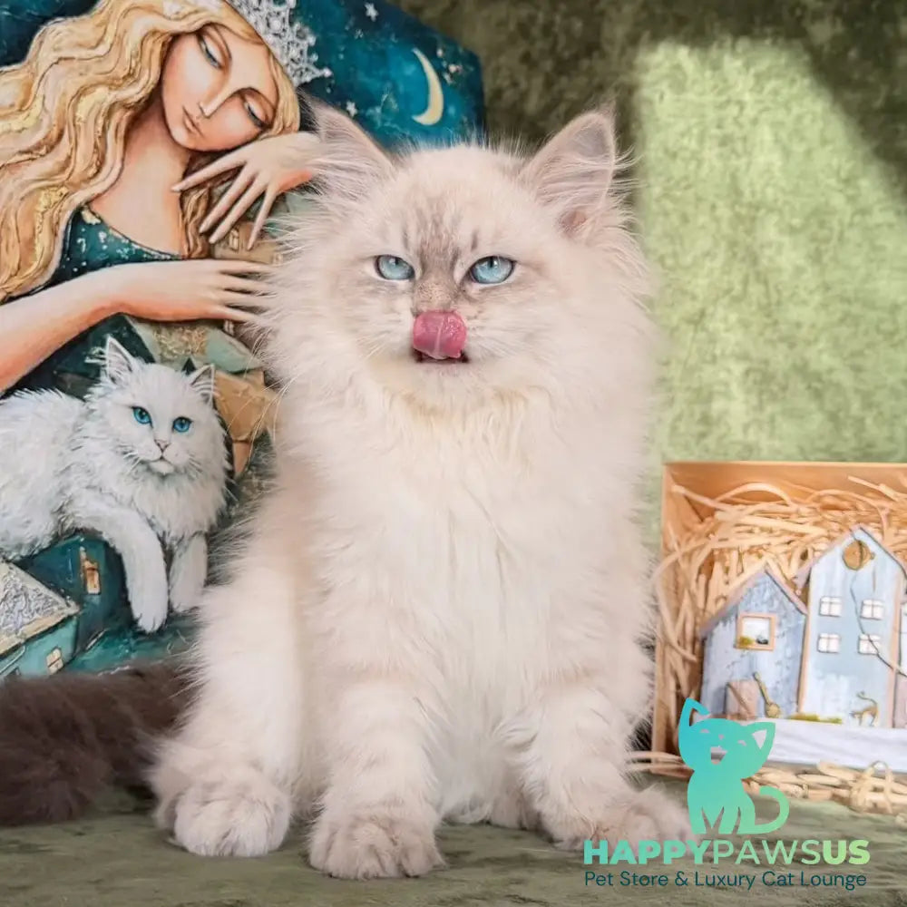 Raisa Siberian male blue tabby pointed - live animals