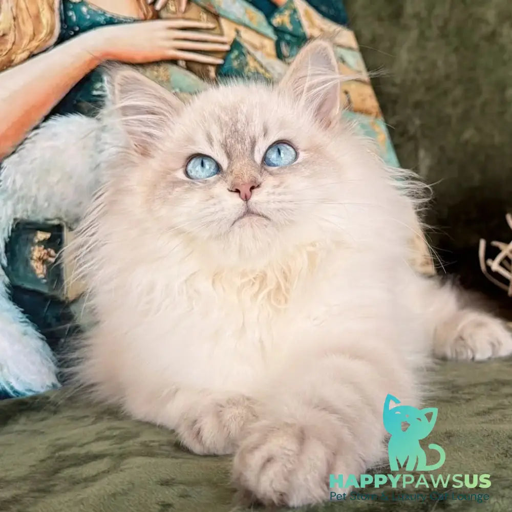 Raisa Siberian male blue tabby pointed - live animals