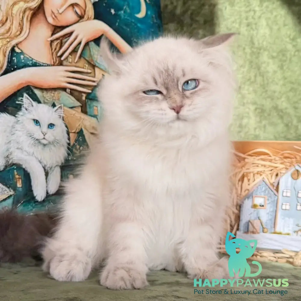 Raisa Siberian male blue tabby pointed - live animals