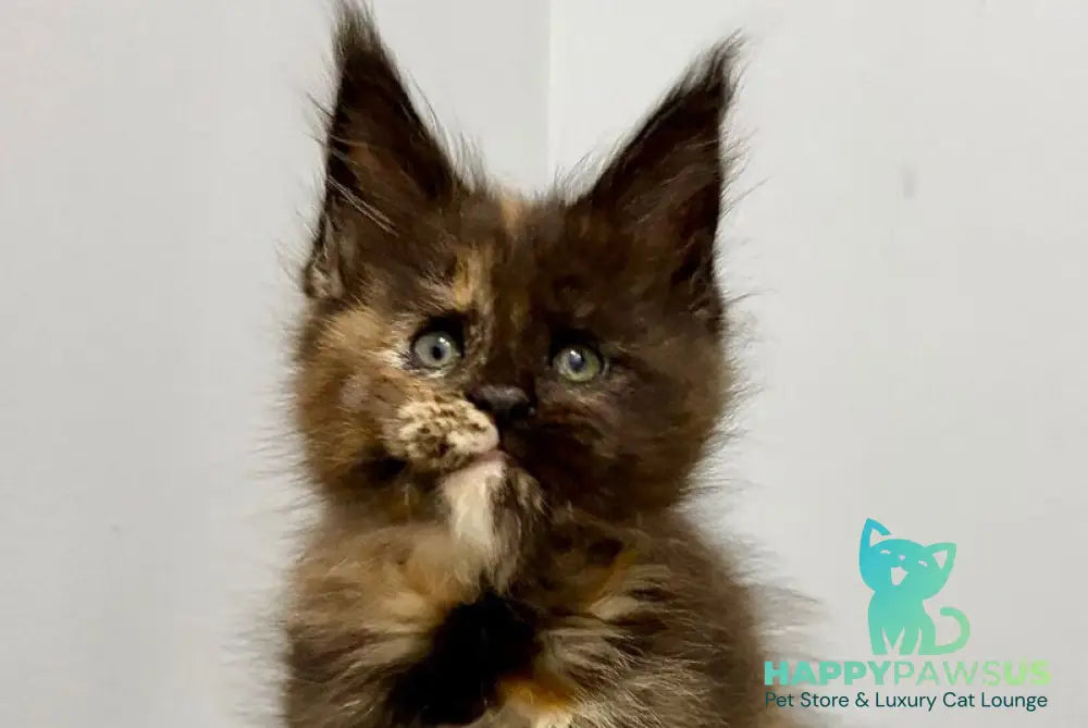Rakel Maine Coon female black tortie live animals