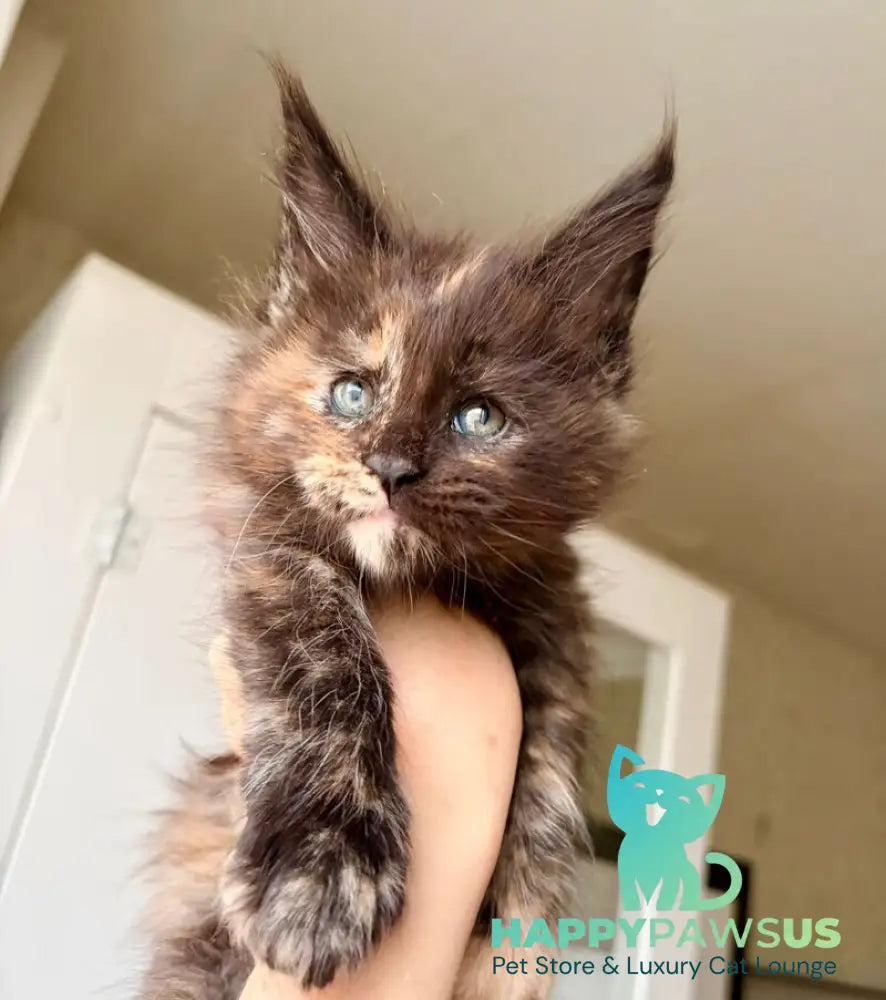 Rakel Maine Coon female black tortie live animals