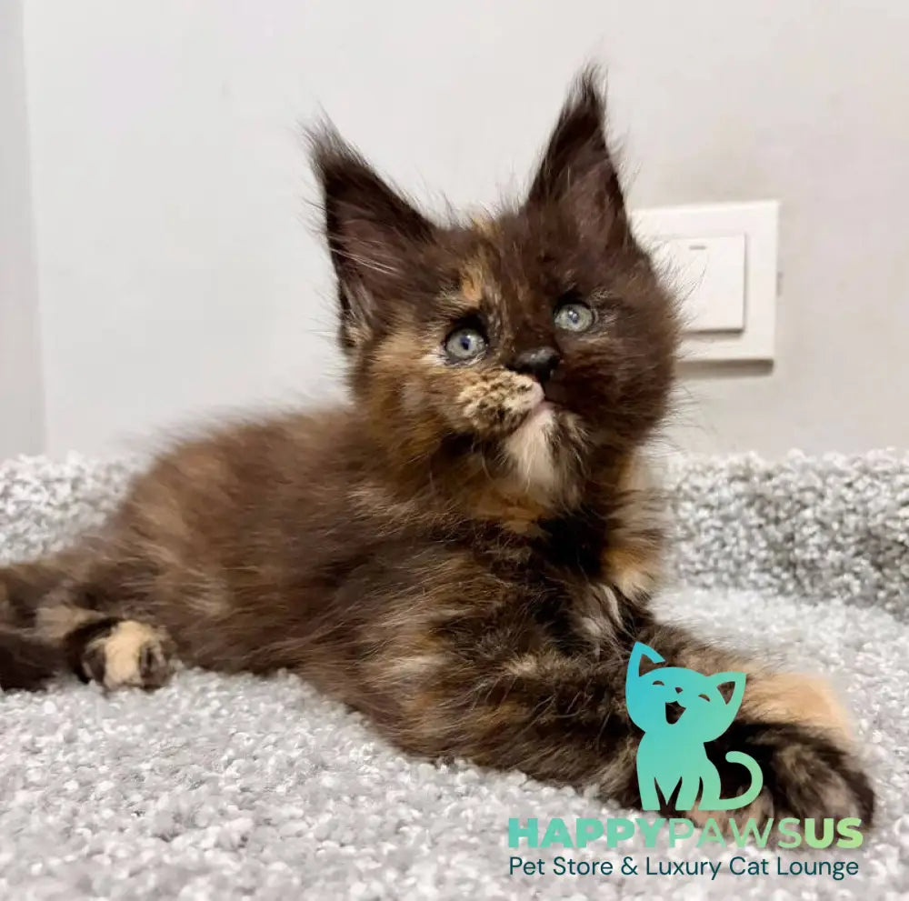Rakel Maine Coon female black tortie live animals