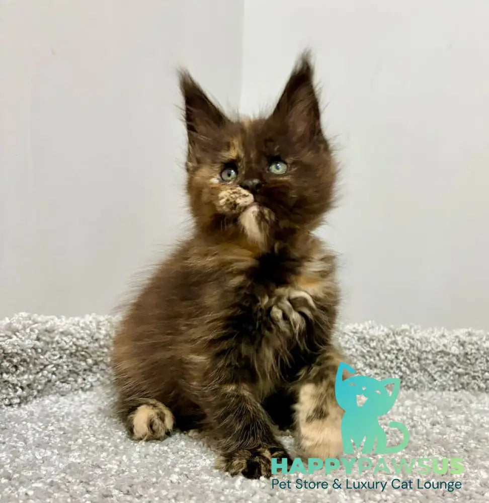 Rakel Maine Coon female black tortie live animals