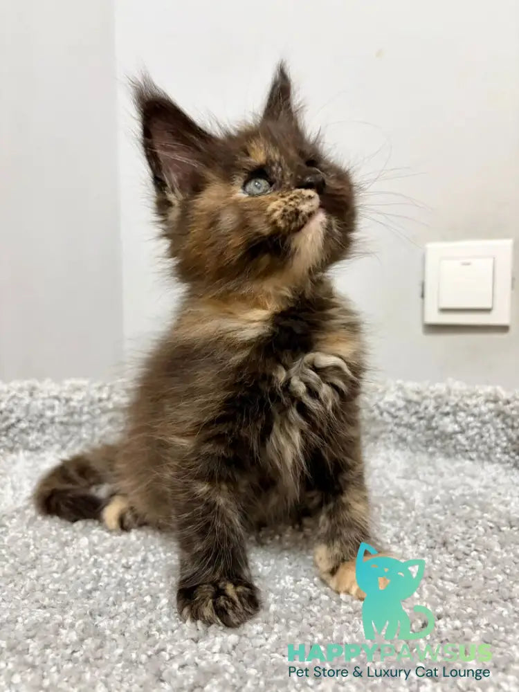 Rakel Maine Coon female black tortie live animals