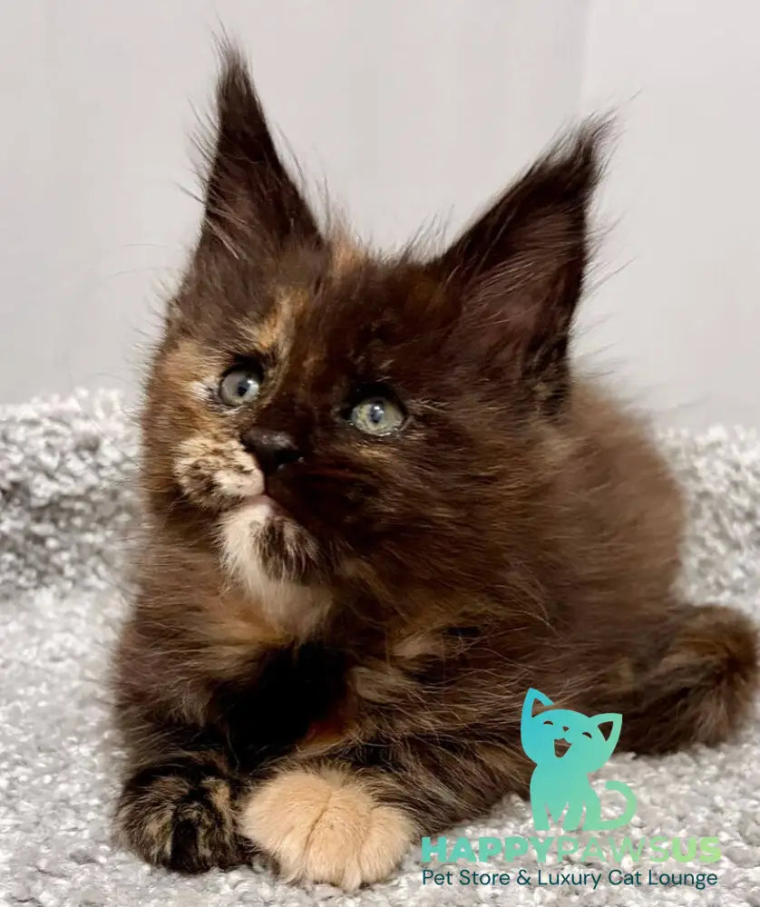 Rakel Maine Coon female black tortie live animals