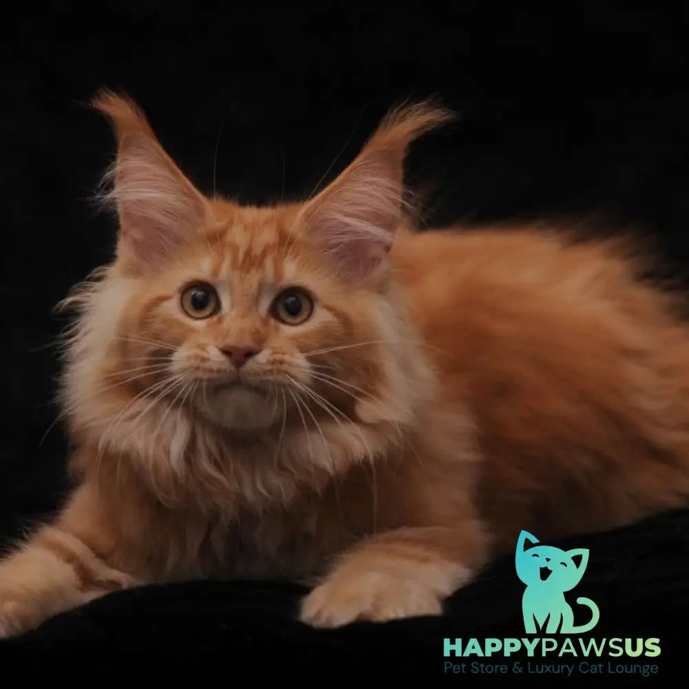 Rakel Maine Coon female red - live animals
