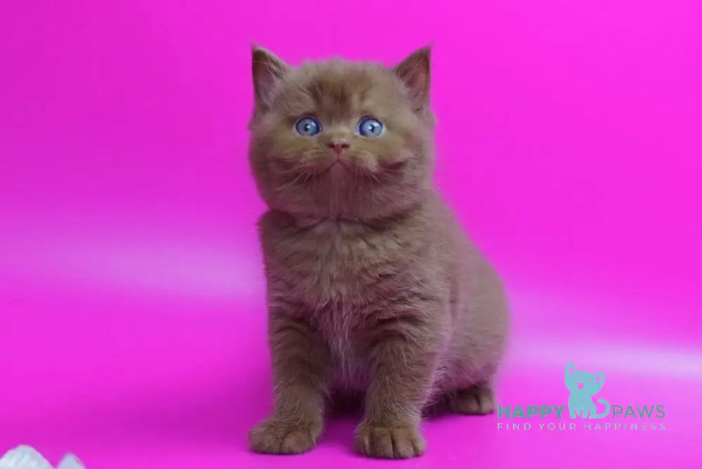 Ralf British Shorthair male cinnamon live animals