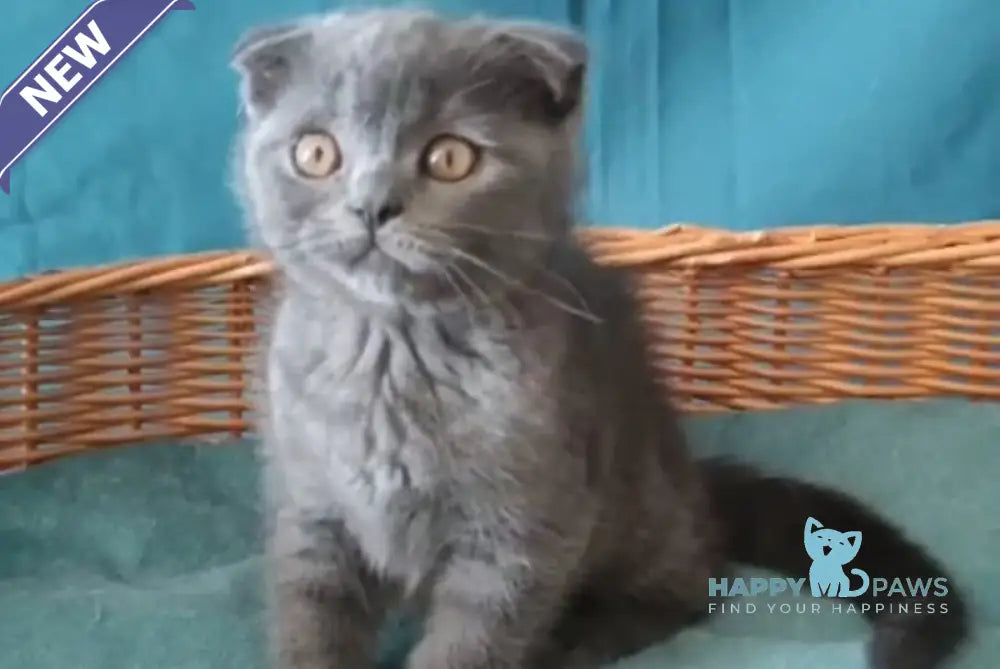 Ralf Scottish Fold male blue live animals