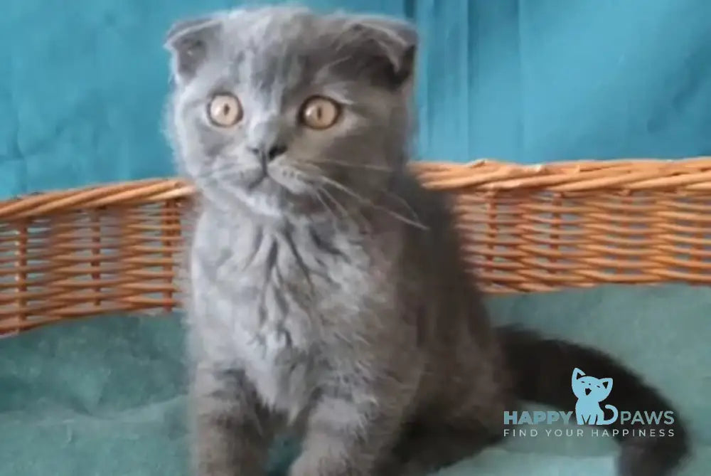 Ralf Scottish Fold male blue live animals